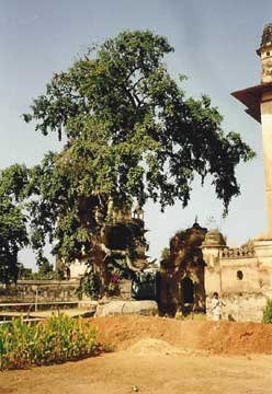 India Village