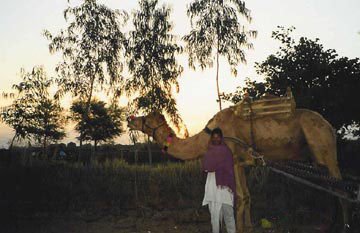 camel india