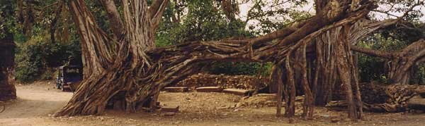 trees in india countryside