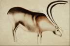 Cave Art Painting