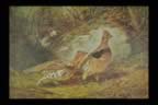tait401065.jpg (95kb)