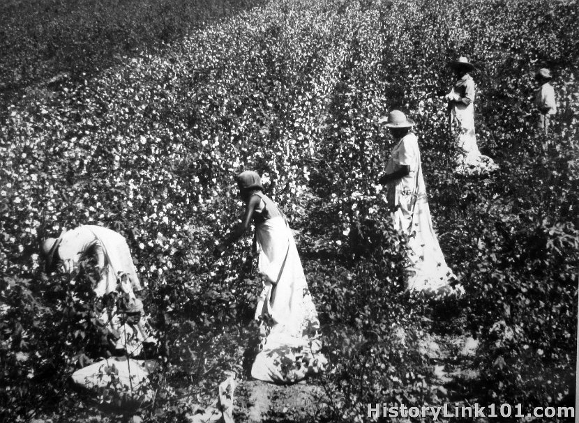 Picking Cotton