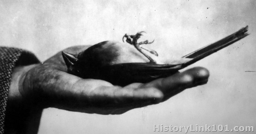 Cardinal holding position #4