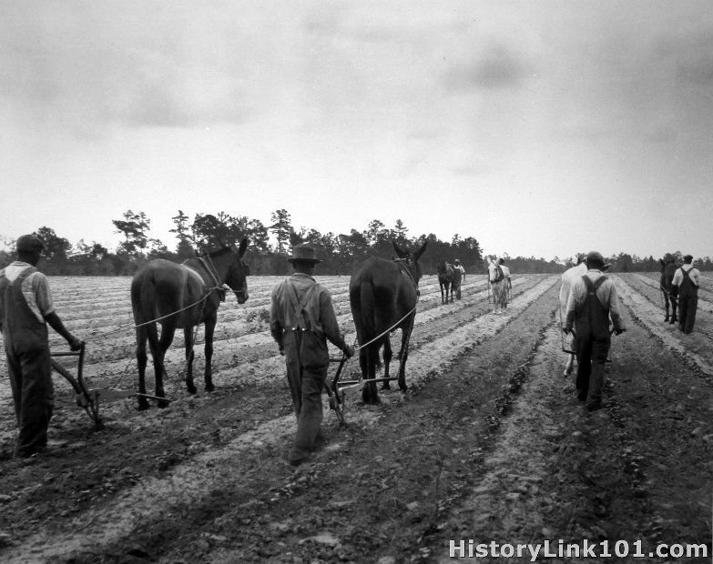 Cultivating Cotton Demonstration