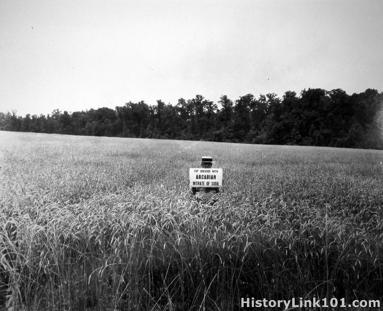 Wheat field dressed with Nitrate of Soda