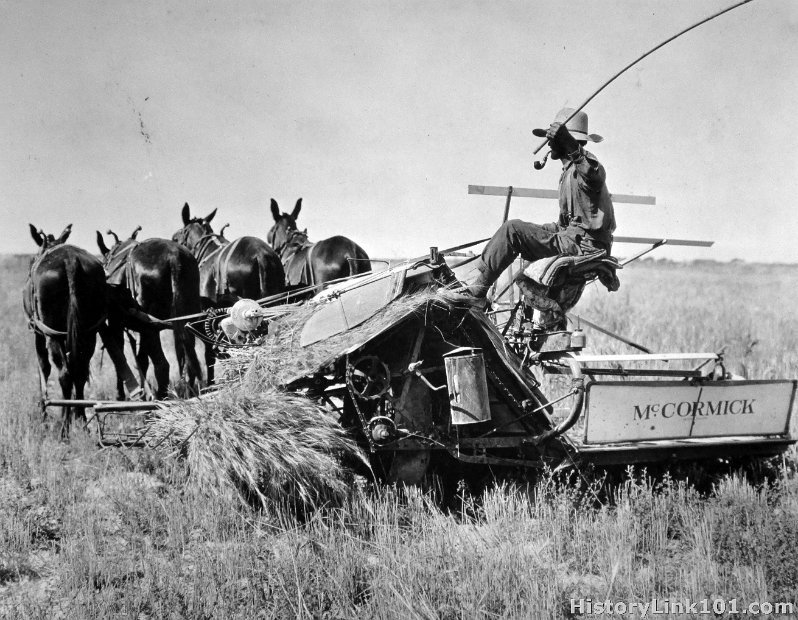 Harvesting wheat on McClellan Ranch