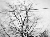 4-b-IMG_1367.JPG