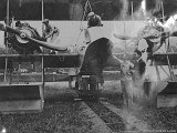 IMG_6567_e2.jpg
