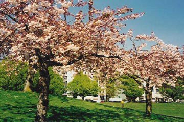 chinese flowering tree