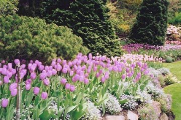 China flowers