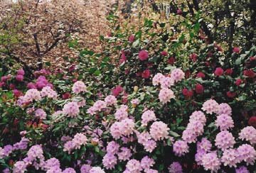 chinese flower gardens