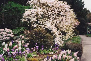 chinese landscaped flowers