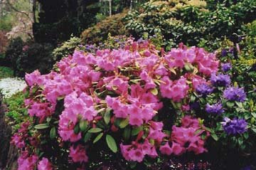 chinese flower garden