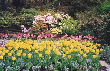 flower garden