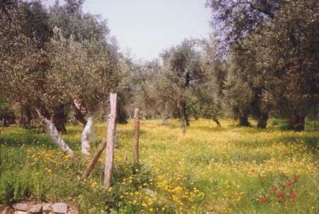 greek island countryside