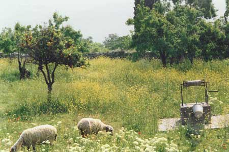 greek island goats