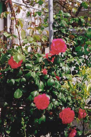greek flowers