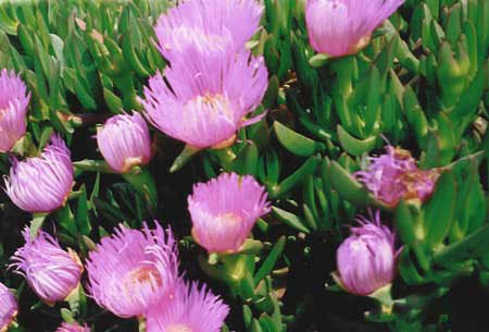 greek pink flowers