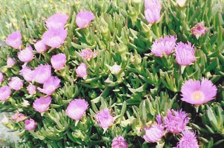 greek pink flowers