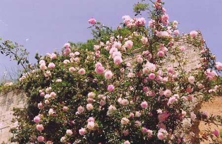 greek flowers