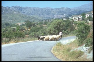 greek sheep