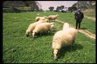 greek sheep grazing