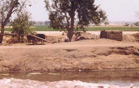 egyptian farm countryside