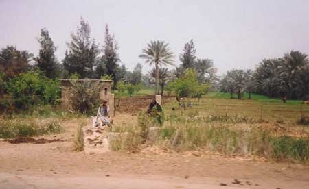 egyptian farm countryside