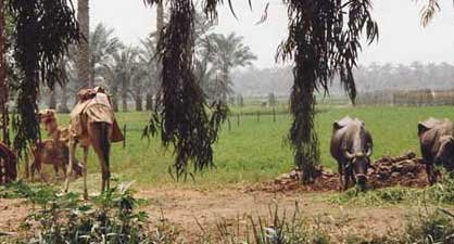 Egyptian farming