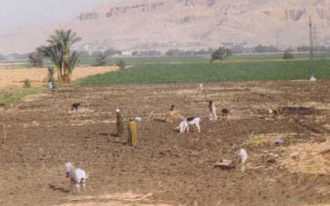 Egyptian Farming