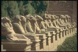 Shinxes at Temple of Luxor