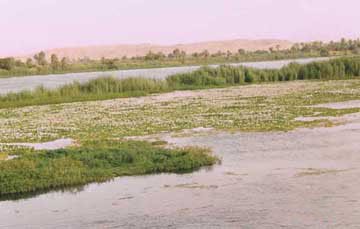 marsh land near nile river