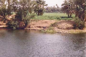 scenery from banks of nile river