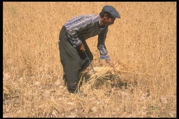 Harvesting Wheat by Hand