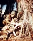 Aminals in World War II