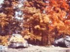 PICT0553.jpg (171kb)