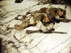 IMG_3406.jpg (95kb)
