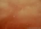 3655.jpg (16kb)