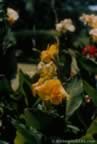 14409.jpg (56kb)
