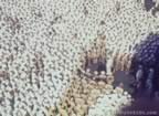 15606.jpg (121kb)