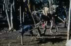 4003.jpg (106kb)
