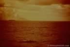 6719.jpg (41kb)