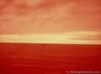 7309.jpg (32kb)