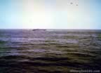 4412.jpg (78kb)