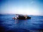 Amphibious