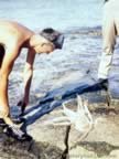 Pictures of Eniwetok during World War II