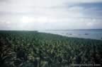 1991.jpg (67kb)