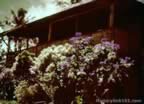 Pictures of Guam during World War II