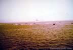 2517.jpg (80kb)