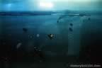 Naval Convoy Pictures of World War II